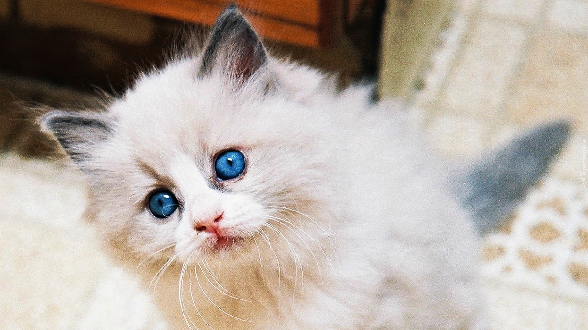 Кошки маленькие красивые глаза