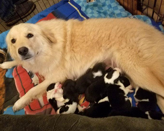 Материнская любовь собаки