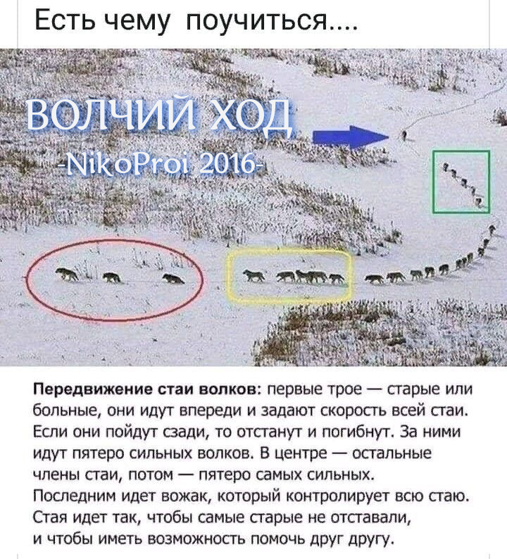 Волчий ход