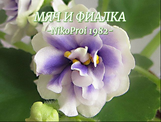 Мяч и фиалка