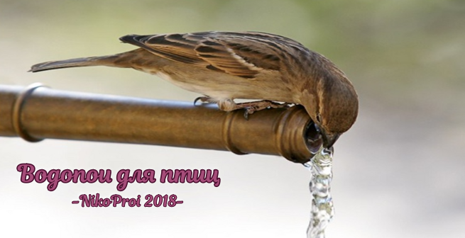 Водопои для птиц