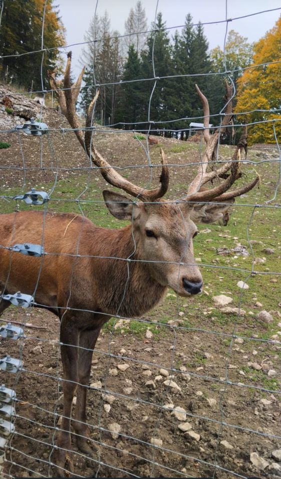 Маленькая ель в Твери