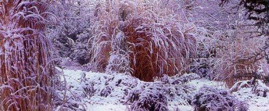 Мой зимний сад