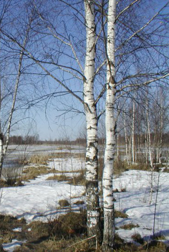 Берёзы косы распустили