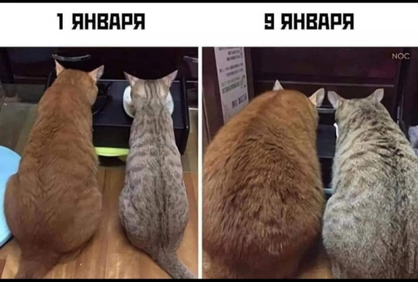 Про кошку и кота