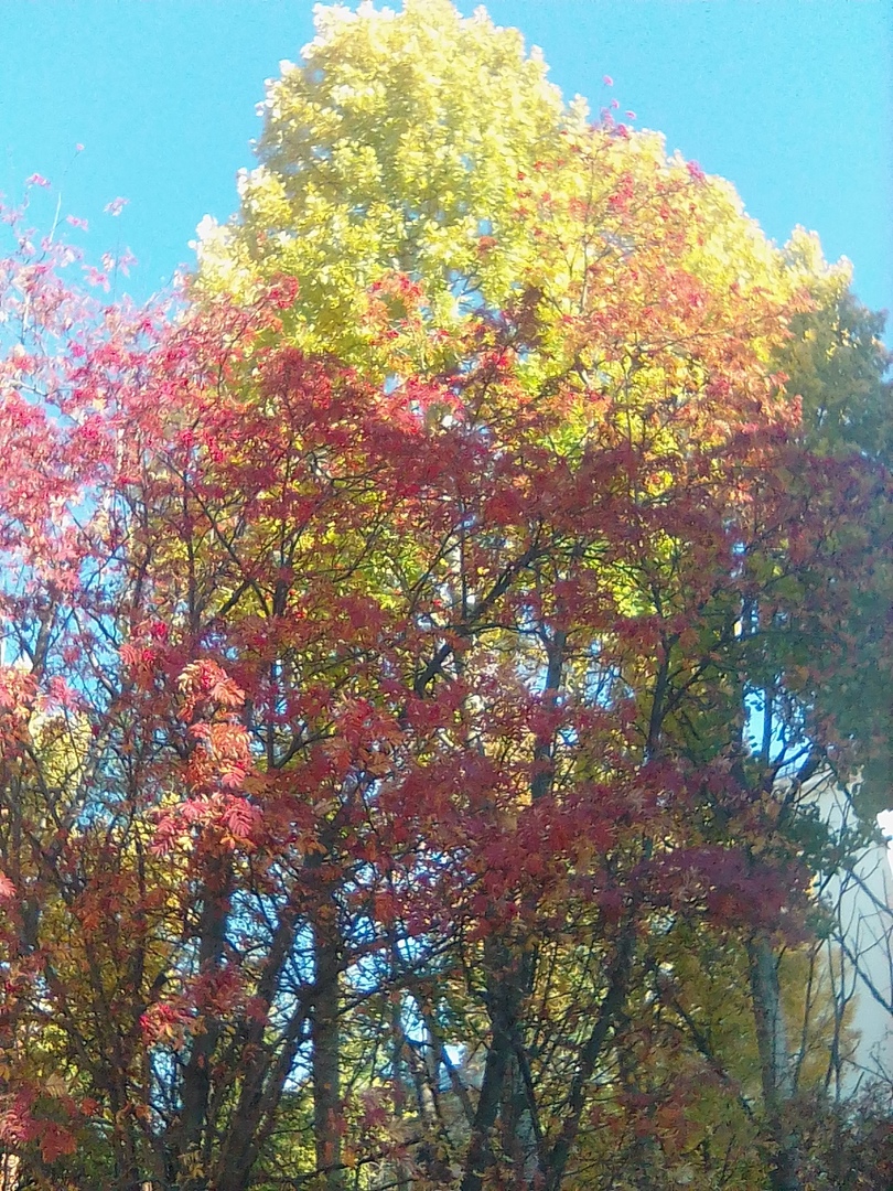 Раскрасавица осень