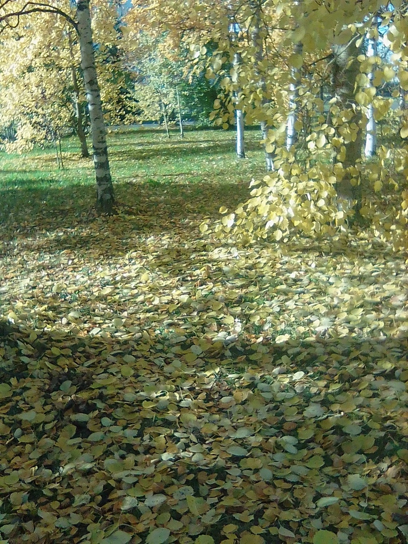 Листья падают, плавно кружась