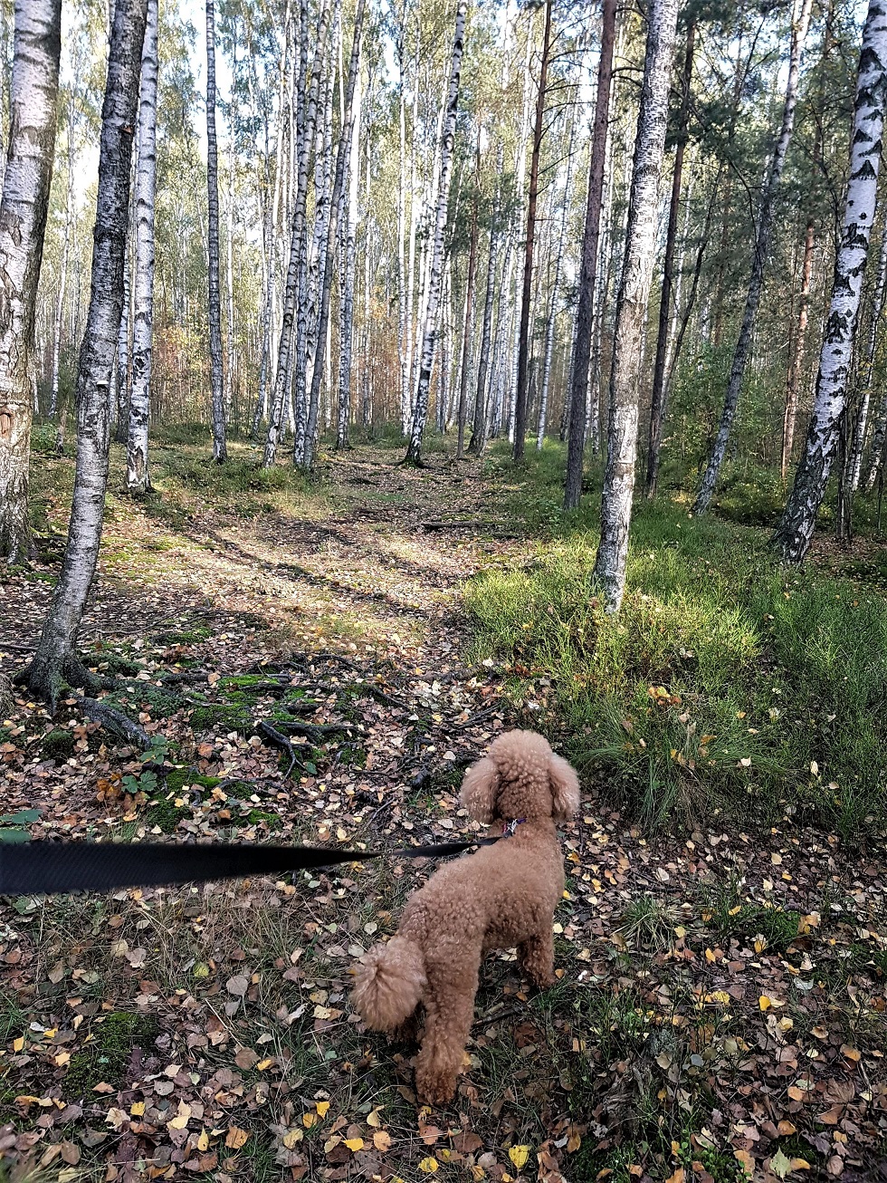 Еще тепло в аллеях парка