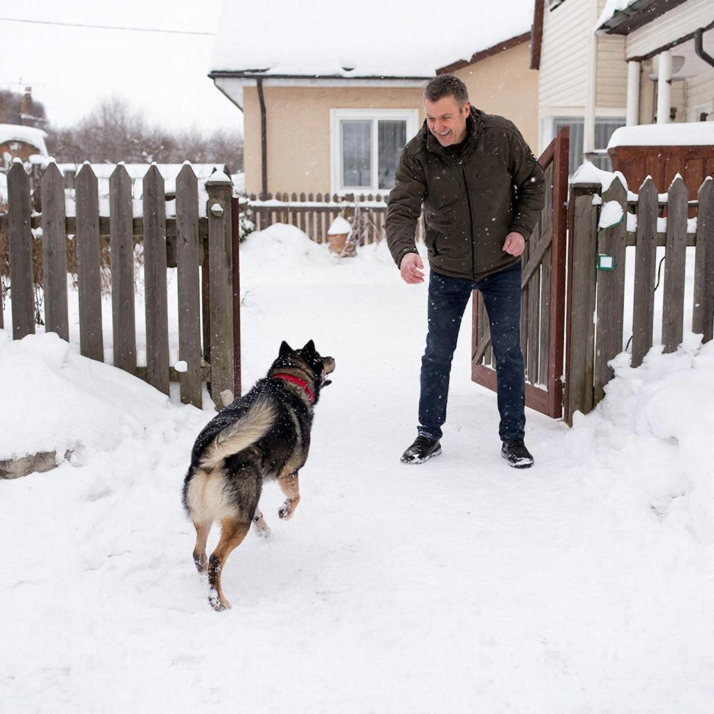 Собачий наивный и преданный рай