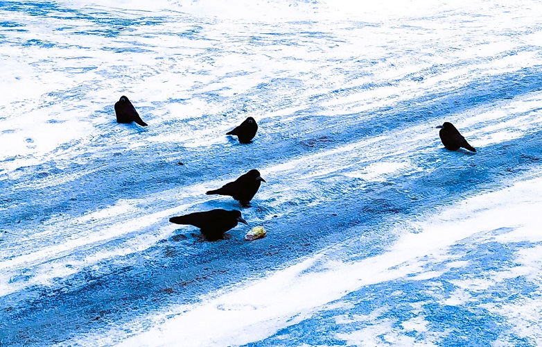 Грустью мокрых грачей...