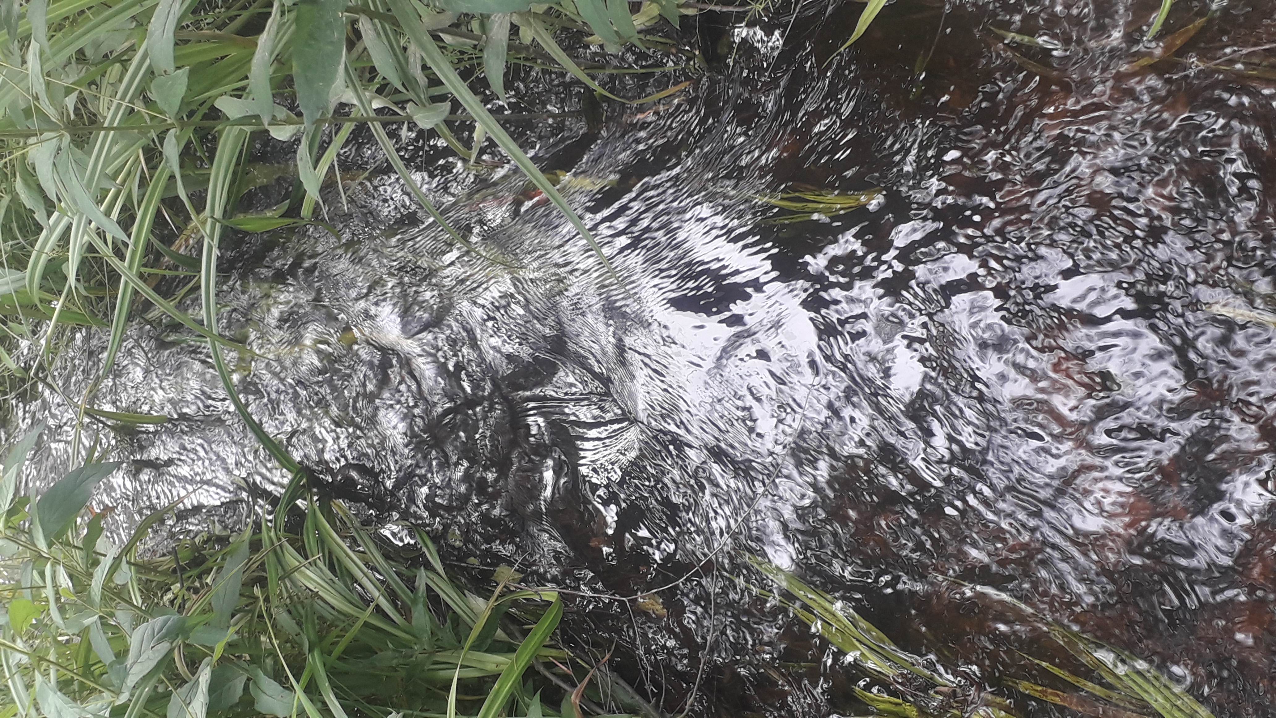 Скажи ручей: куда течёшь?