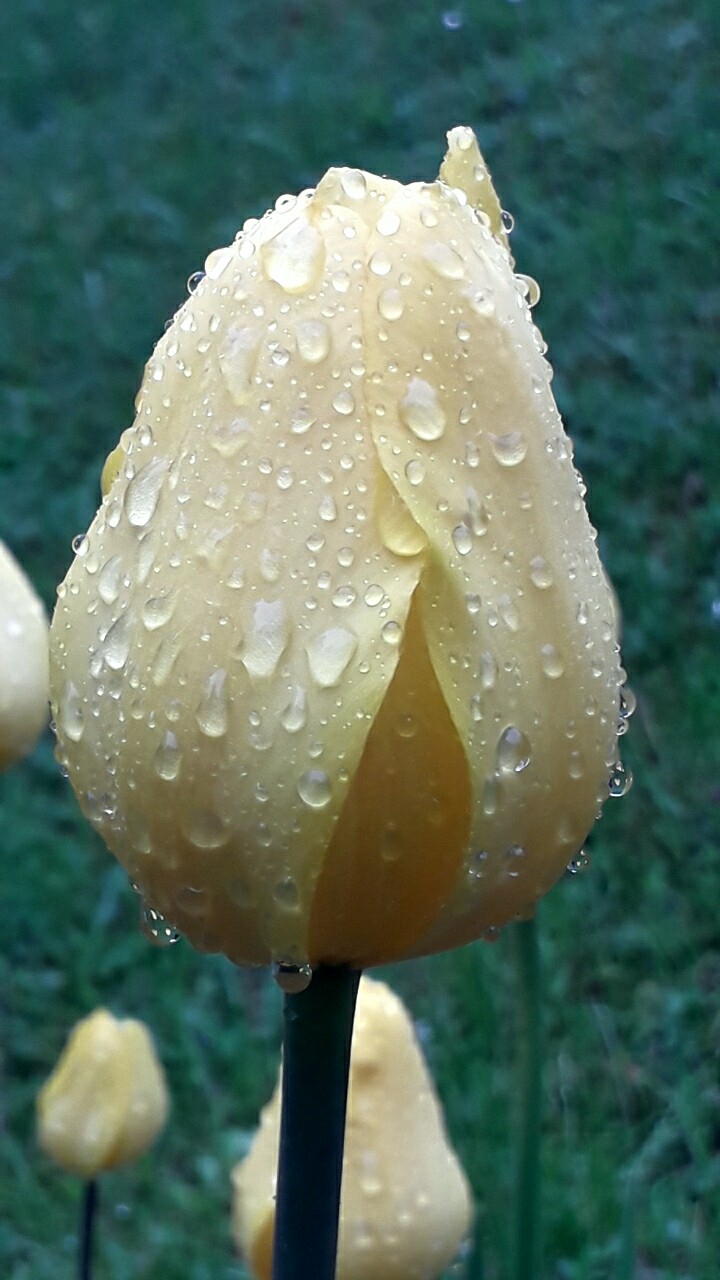 Ах, эти мокрые тюльпаны