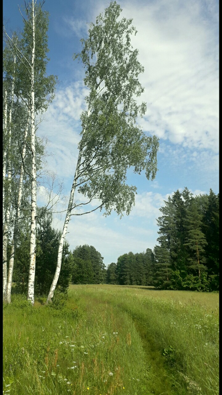 Бродит с ветром красавец - июль