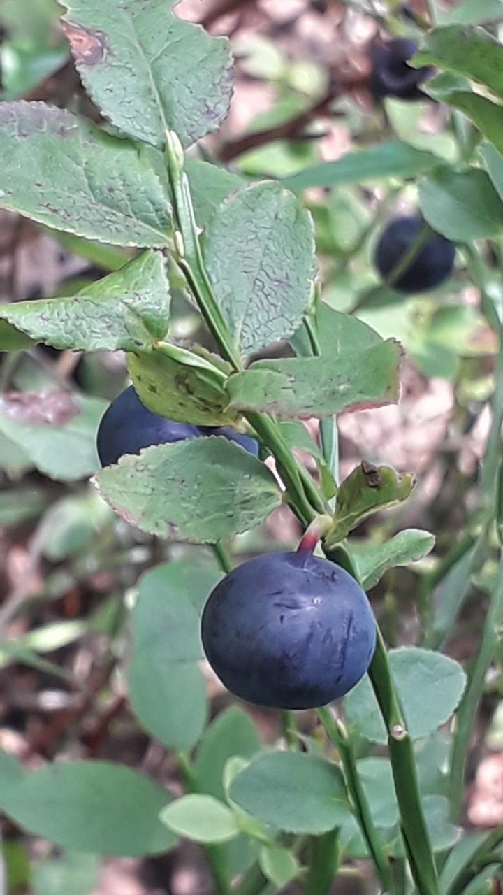 Черничная пора