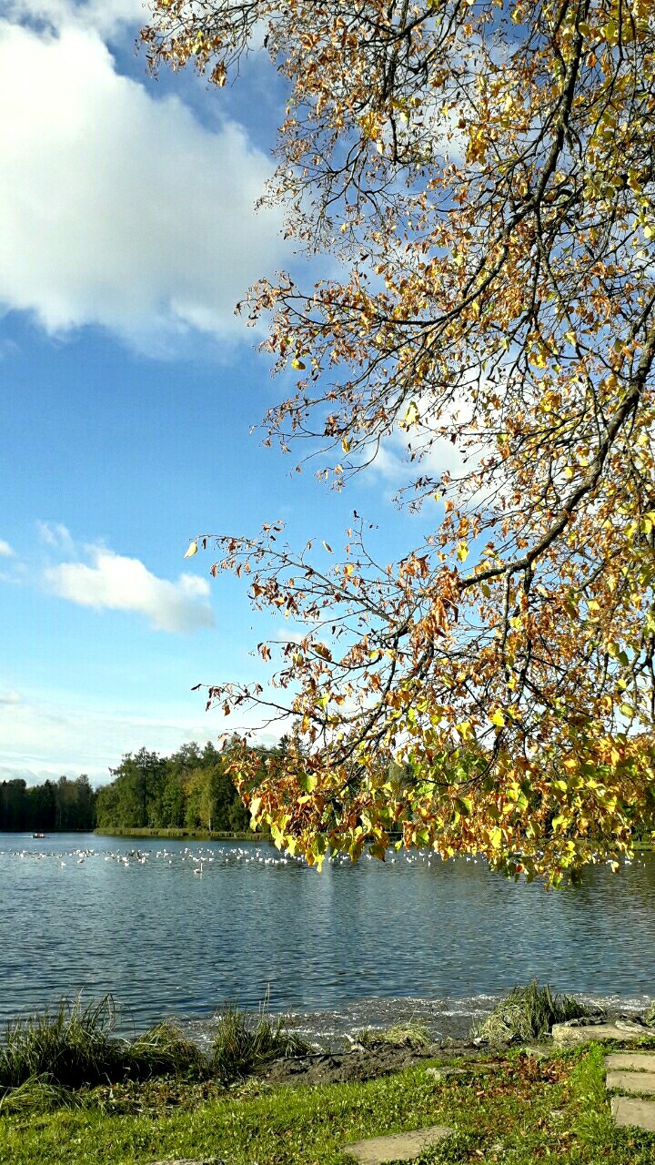 Осень пришла золотыми дождями