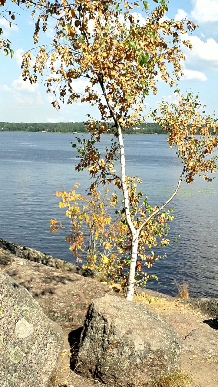 Облиты скалы золотом листвы