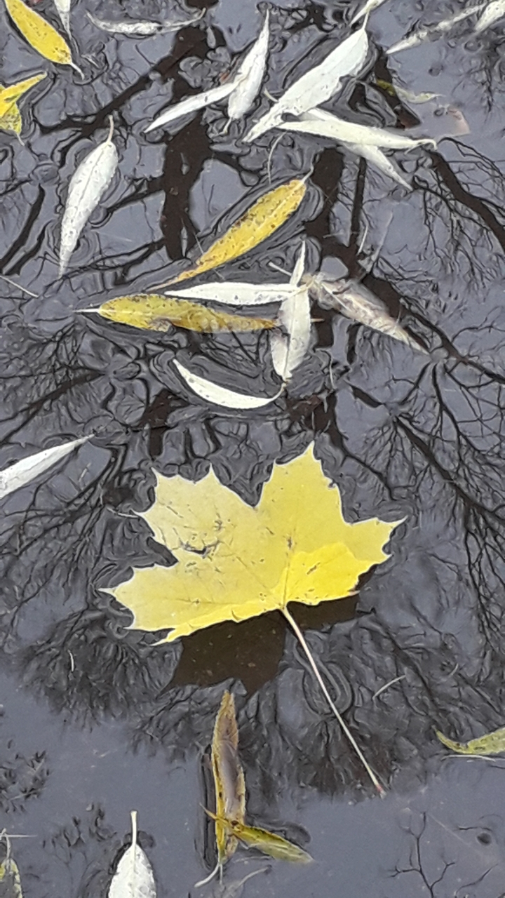 Листвы упали жёлтой капли