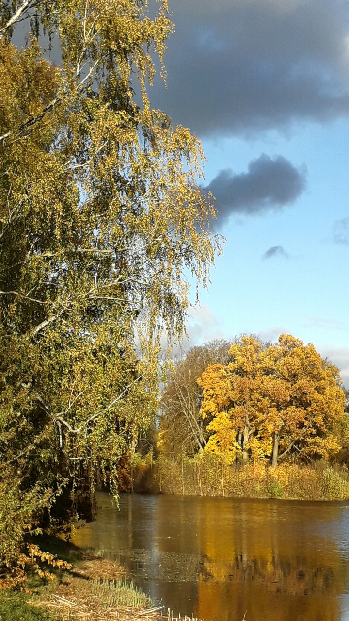 Влиться сознанием в золото осени