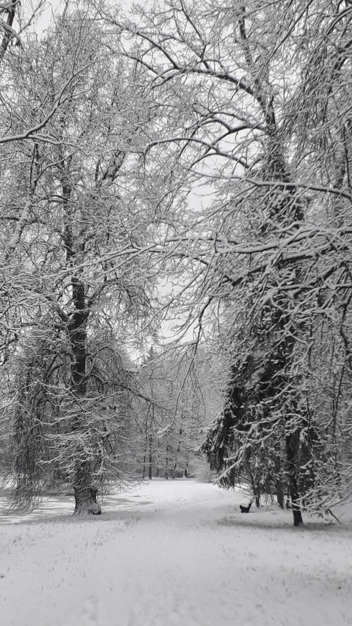 Белая сказка зимнего леса