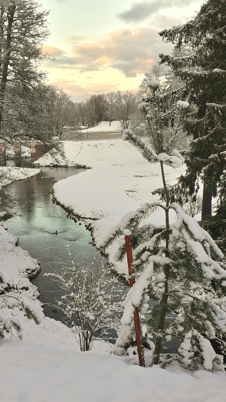 Величаво молчание леса