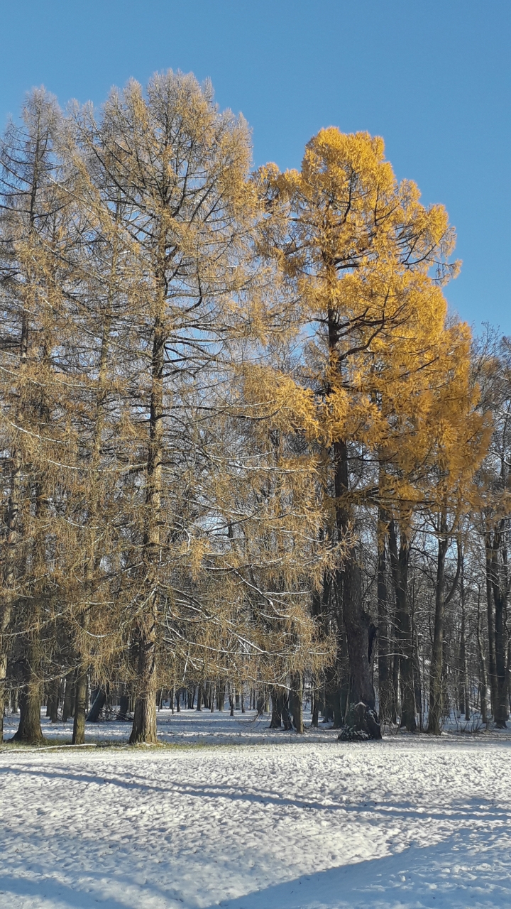 Красота, чистота и безмолвье