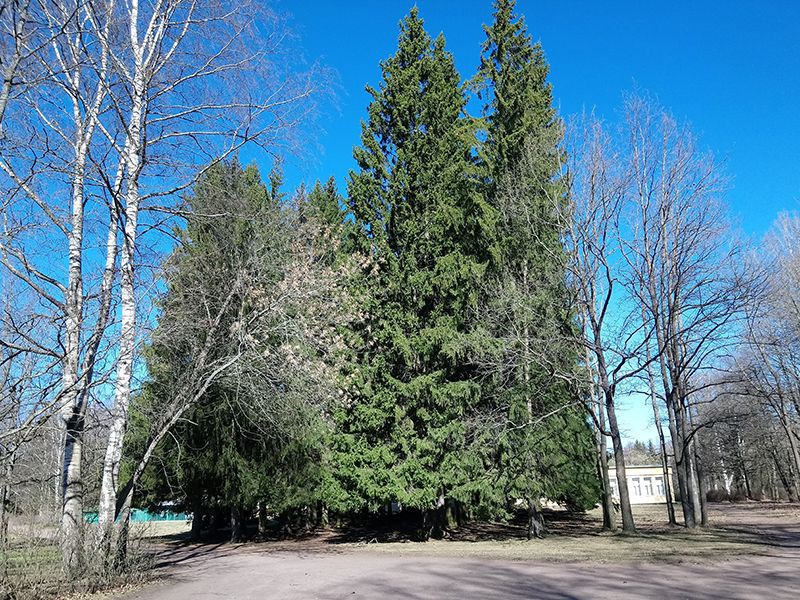 Весна в Павловске 