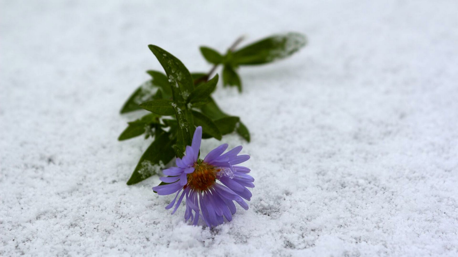 "Я не любима..."