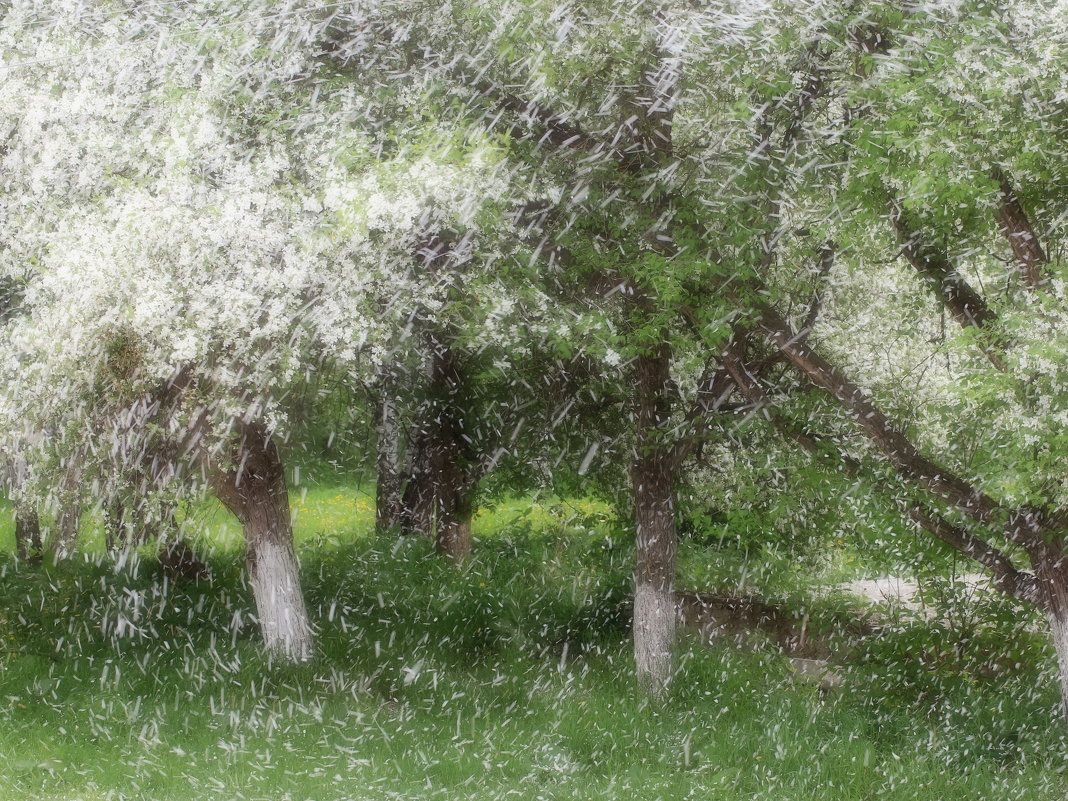 "И теплый тополиный снег..."