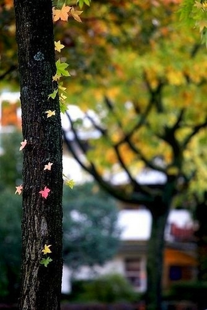 "Ближе и ближе к нам осень..."