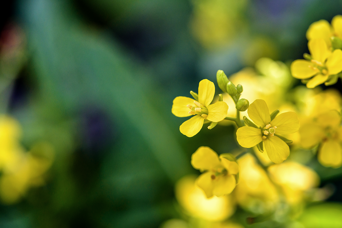 "Нарву себе цветов веселых..."