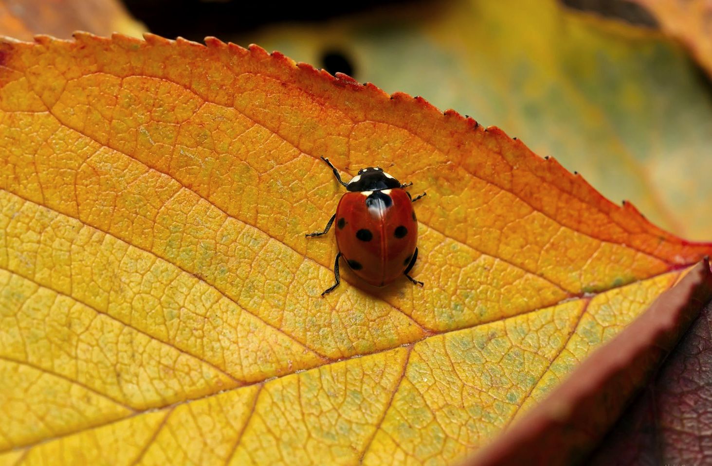 "Сентябрь, скажи мне..."
