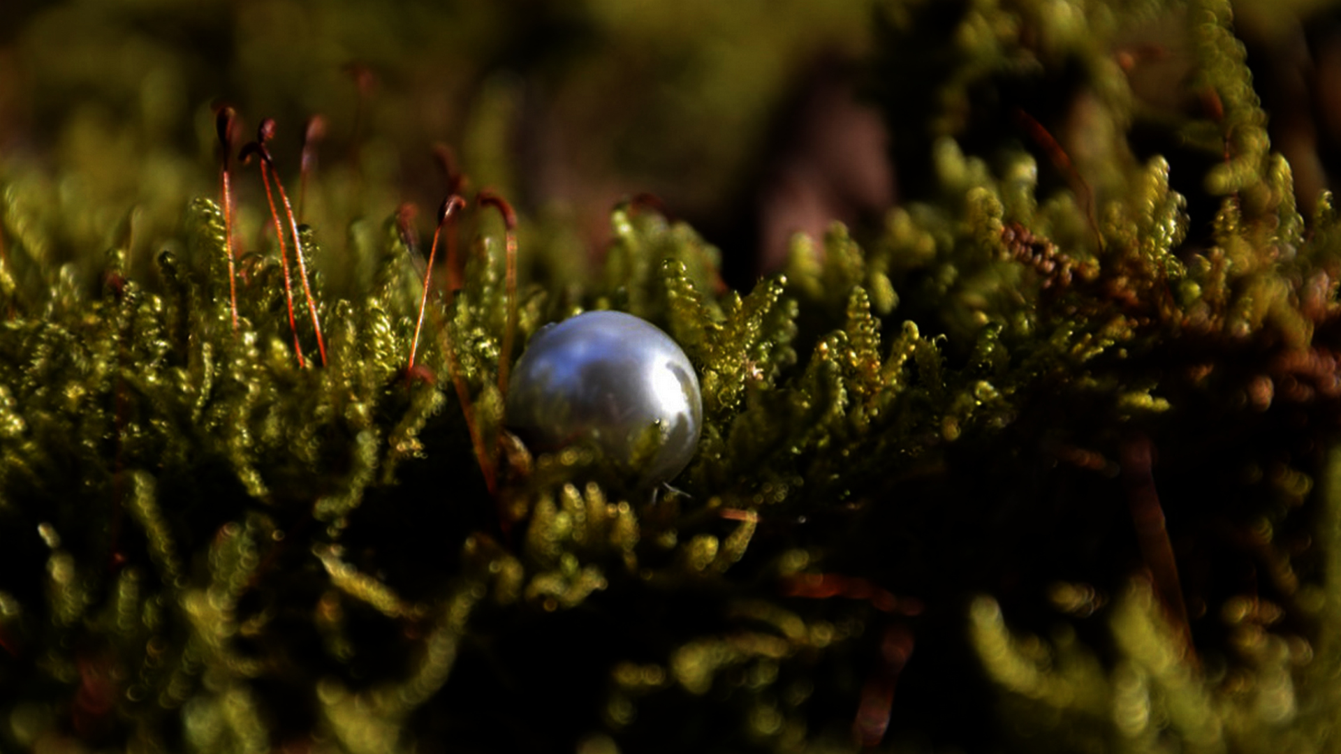 "И снова я пришла на этот пруд..."