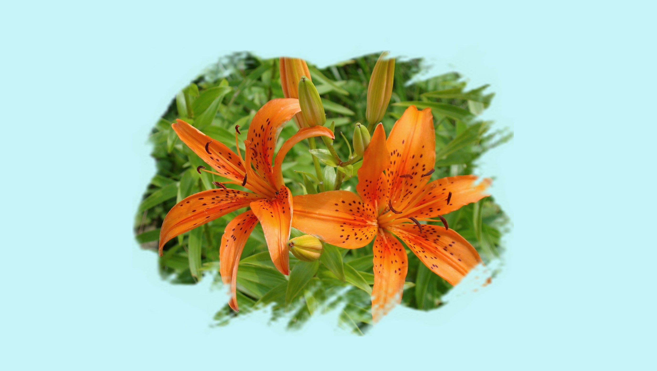 "Оранжевые цветы..."