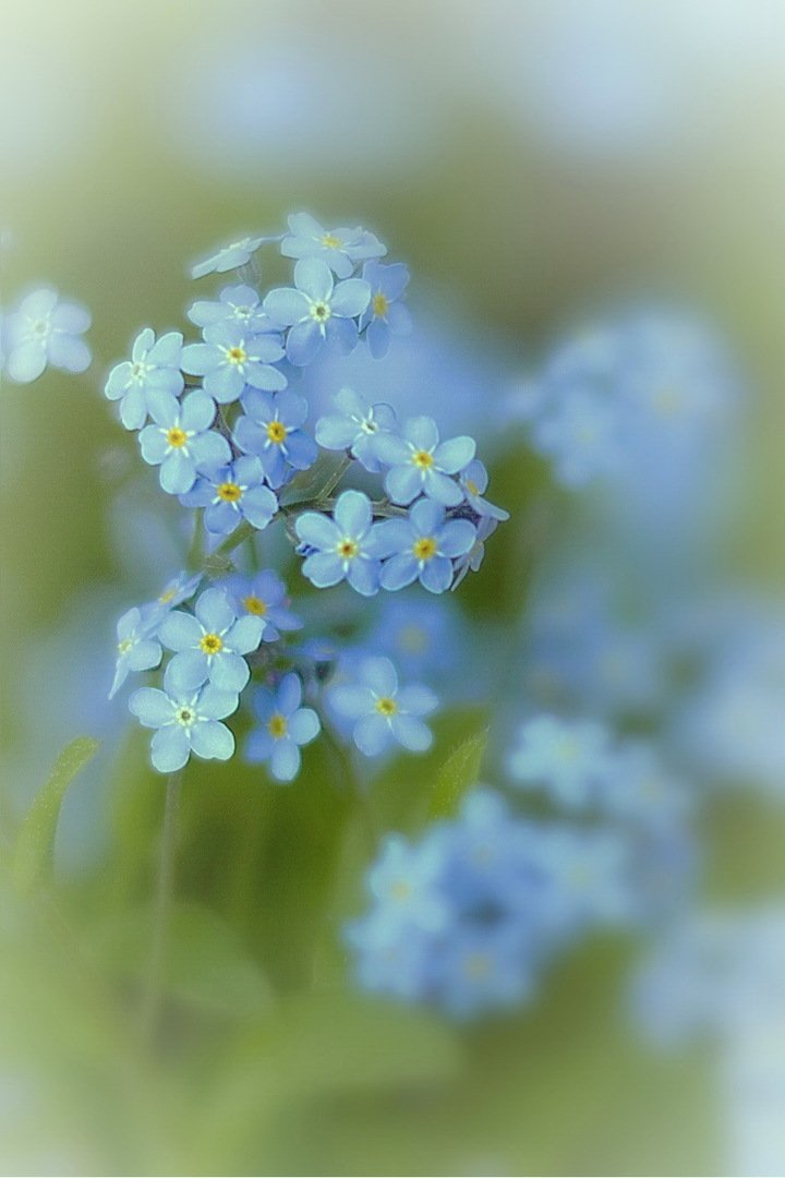 "И тогда вознесусь на крыльях..."