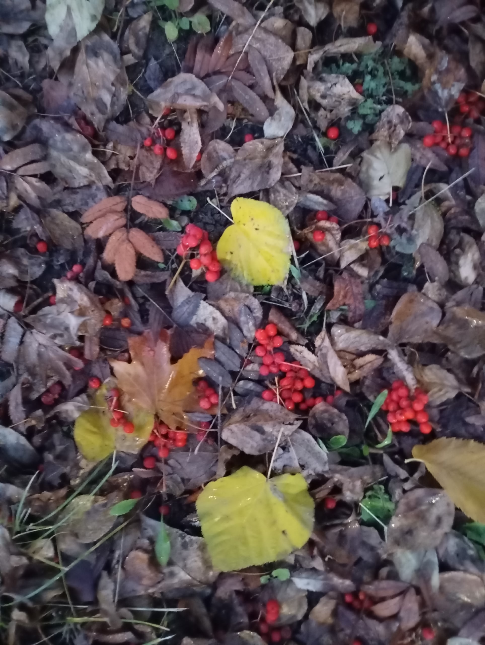 И падают листья...