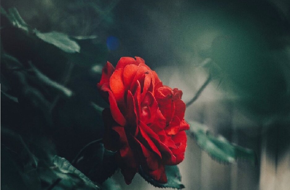 Роза в саду