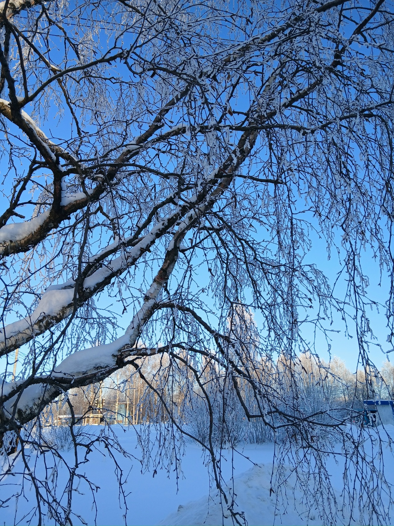 Зимушкой-зимой любуюсь