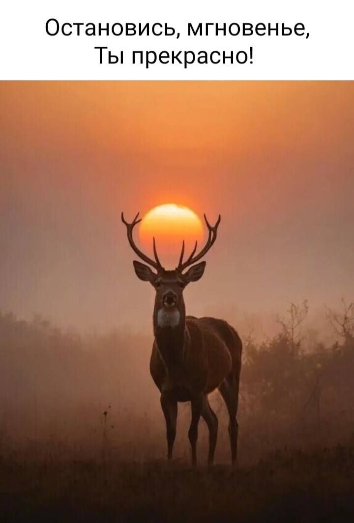 Счастливые мгновения